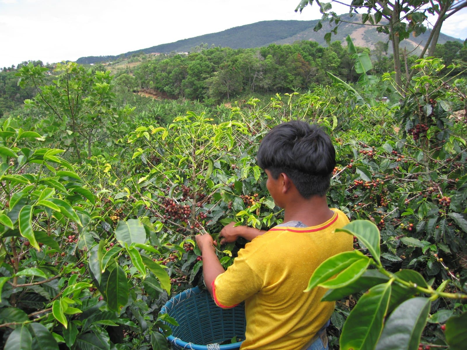 Robusta Buôn Ma Thuột từ vườn tới xưởng rang