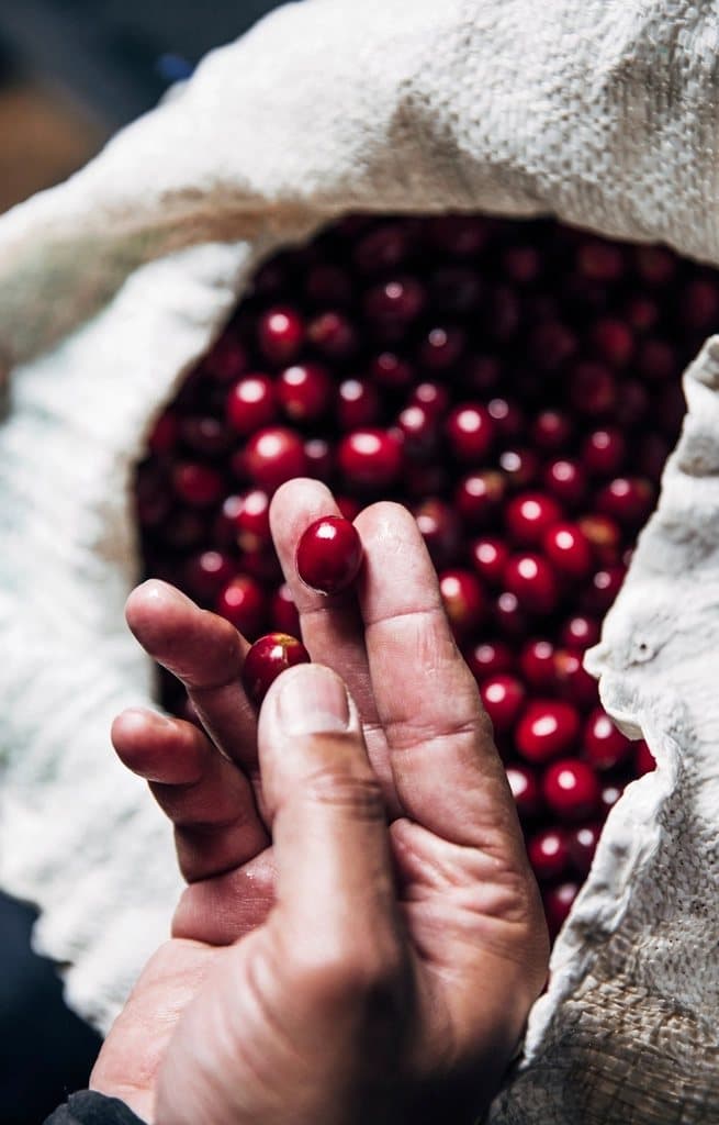 Liberica và Excelsa, hai giống cà phê ít người biết