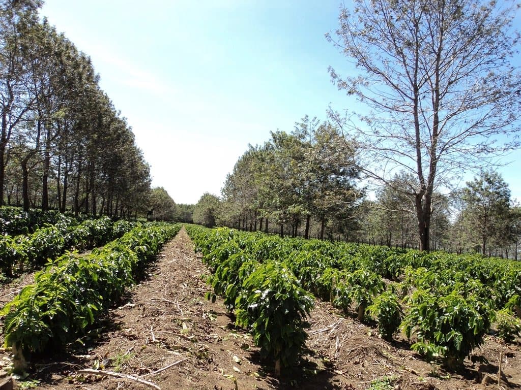 Arabica Cầu Đất và câu chuyện cà phê vùng cao Lâm Đồng